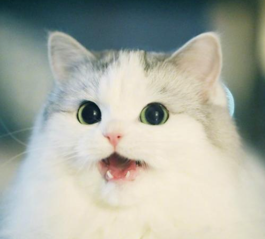 N-Word Cat logo