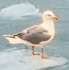 SEAGULL