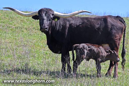 Ansem the Black Bull