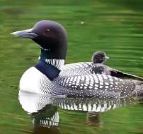 Duck On Duck logo
