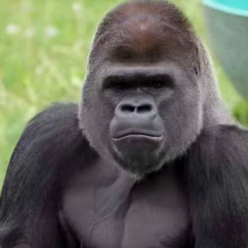 Gorilla