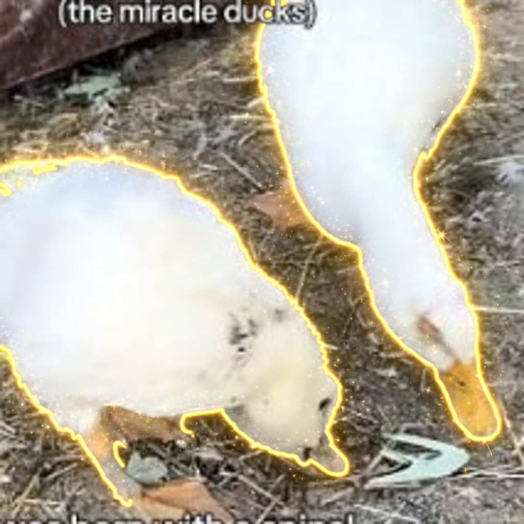 The Miracle Ducks logo