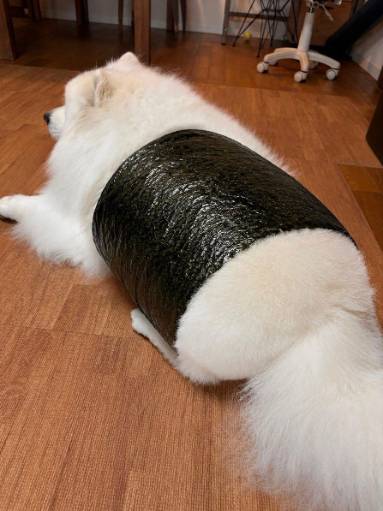 SUSHIDOG