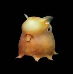 Grimpo
