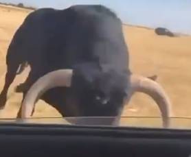 BULL