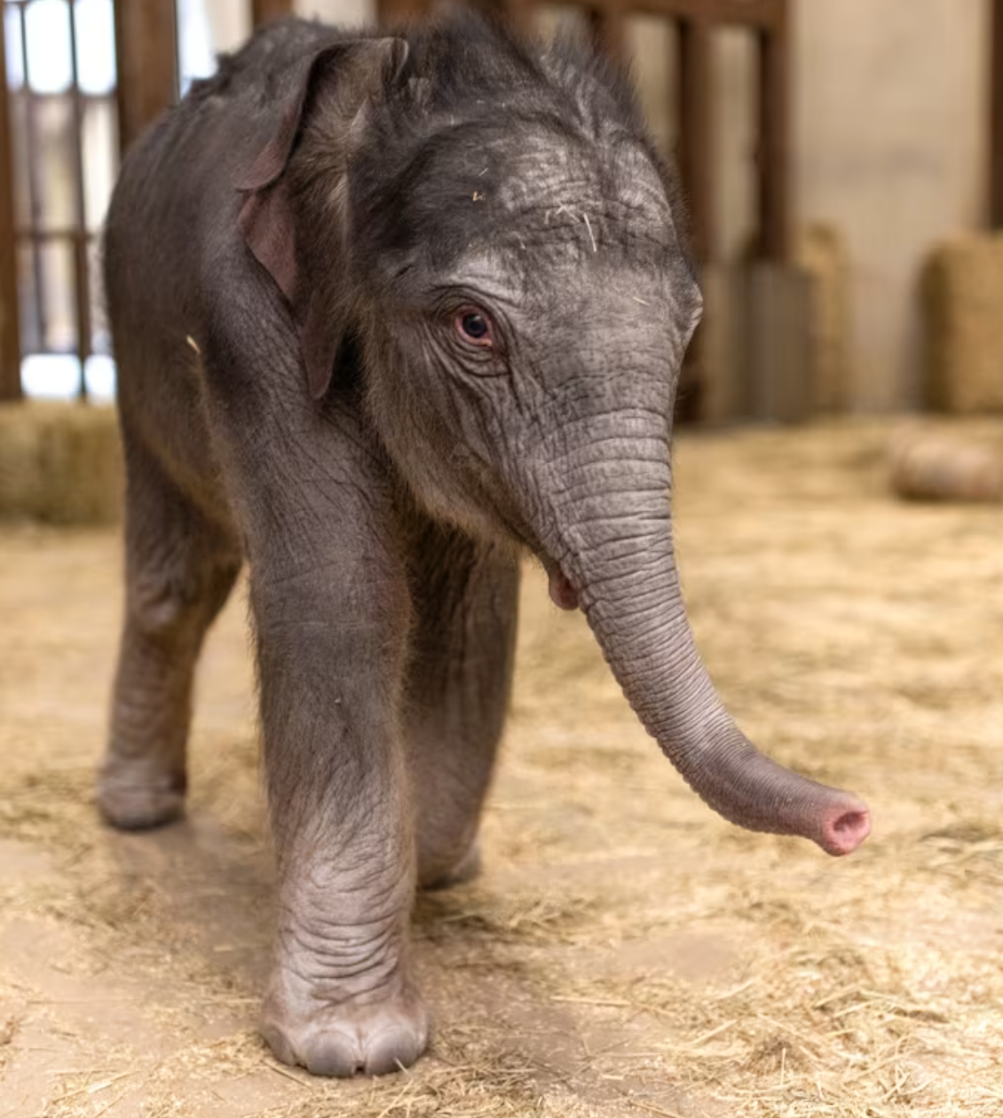 Tuyết worst-performing token logo