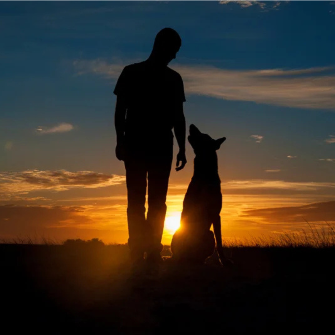 Dogs
