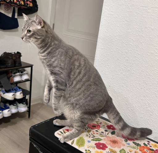 catgaroo
