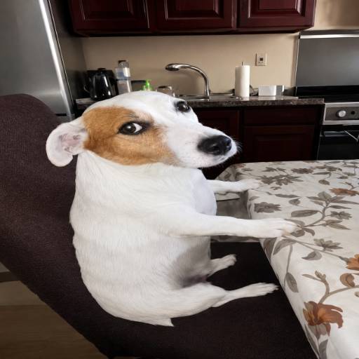Gus