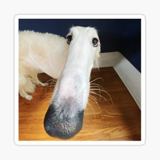 ボルゾイ