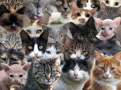 International Cat day logo