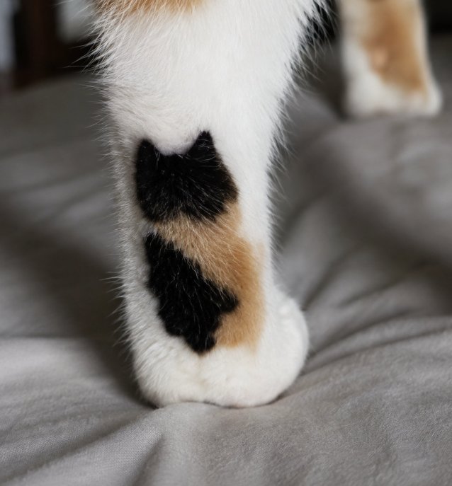 CATTOO