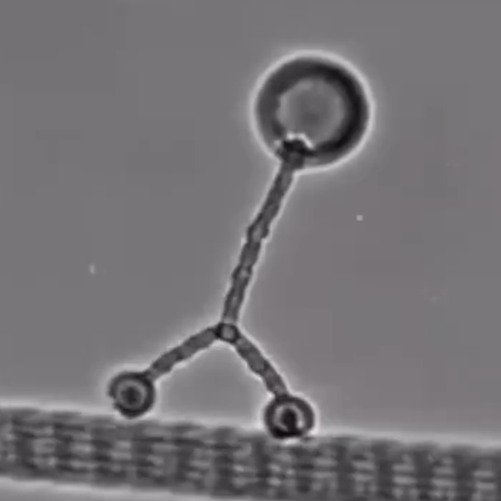 Kinesin