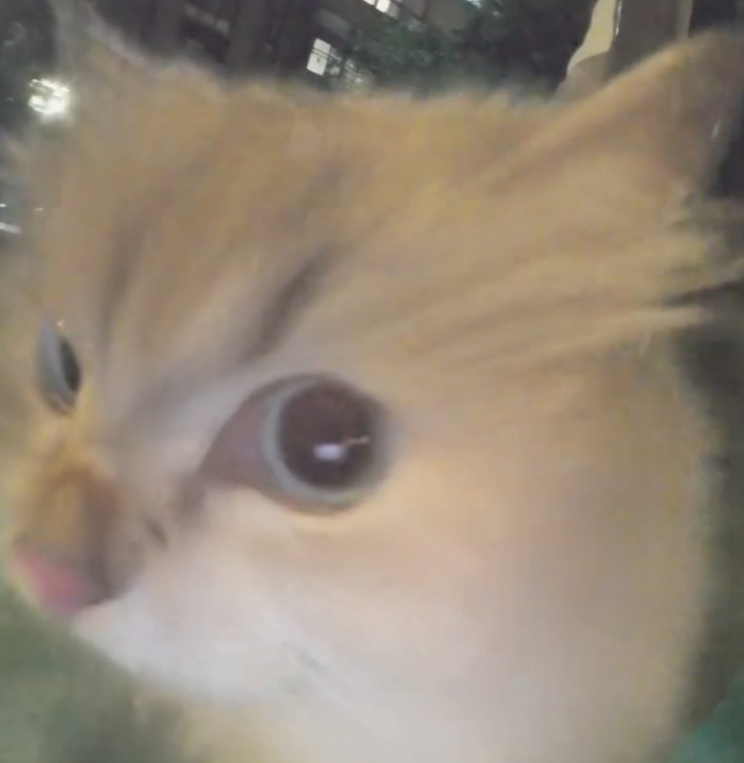 sideeyecat